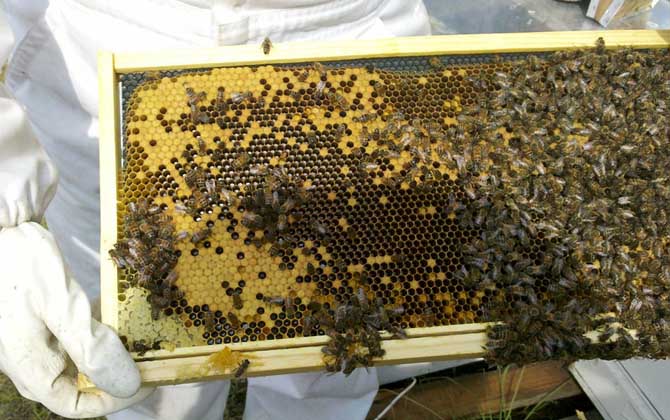 2020年一盒意大利蜜蜂多少钱？