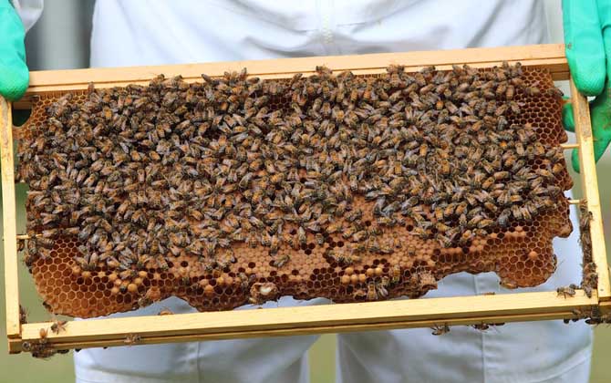 2020年一盒意大利蜜蜂多少钱？