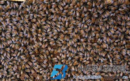 2020年一只蜂王多少钱？
