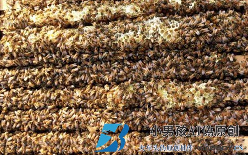 2020年一只蜂王多少钱？