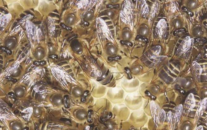 长白山的中国蜜蜂