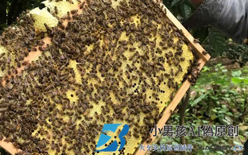 2020年一箱蜜蜂多少钱？
