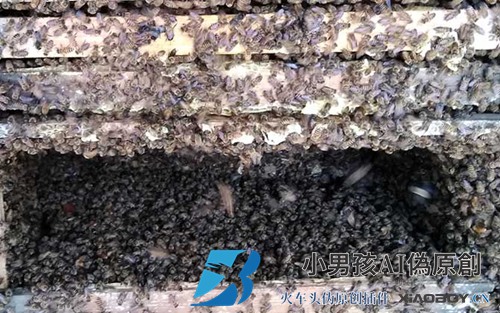 中国蜜蜂多久换一次蜂王？