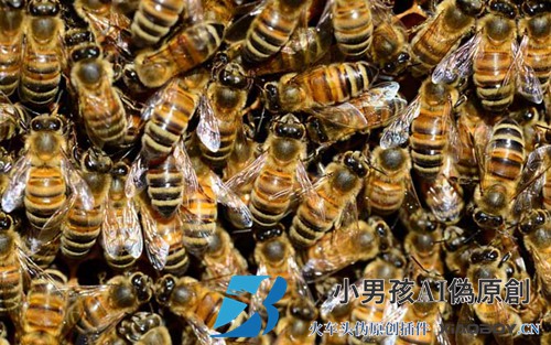 意大利蜜蜂怎么分？蜜蜂发展快。