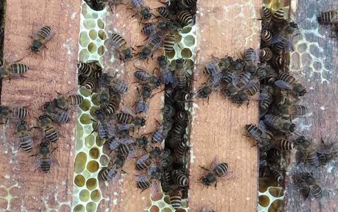 中国蜂双王集团的优劣势