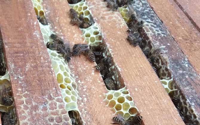 中国蜂双王集团的优劣势
