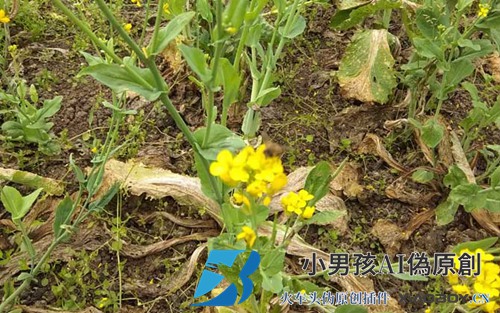 蜜蜂生活环境的特点