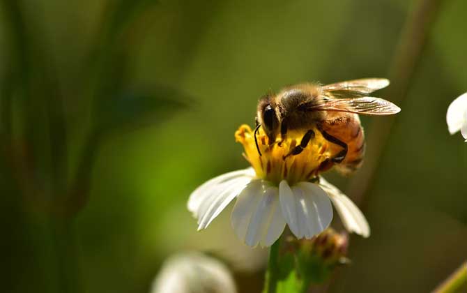 蜜蜂的生物学特性是什么？