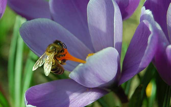 蜜蜂的生物学特性是什么？