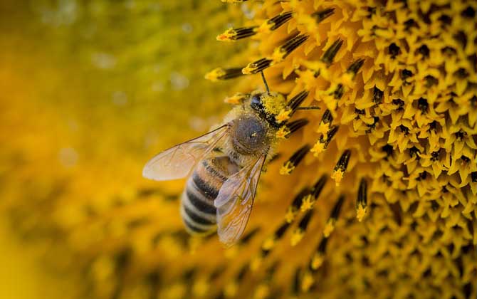 蜜蜂的生物学特性是什么？