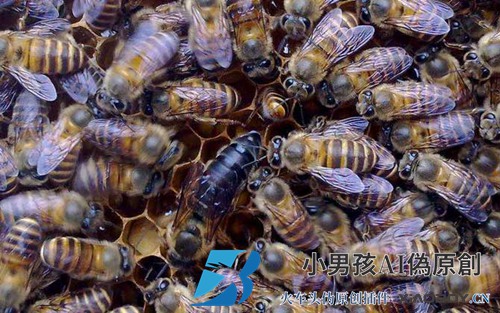 中国蜜蜂双王什么时候组织？