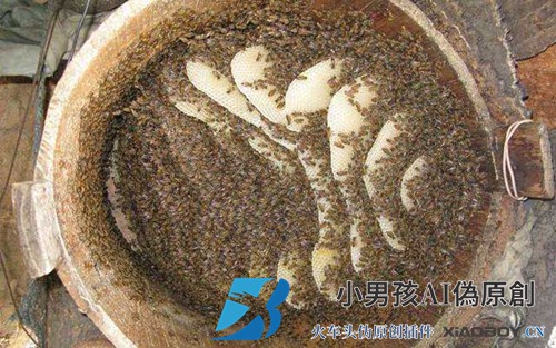 中国南方的黄蜂