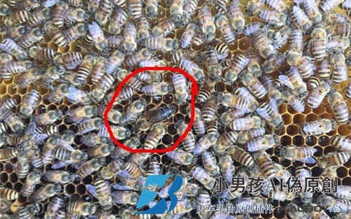 中国蜜蜂在华北