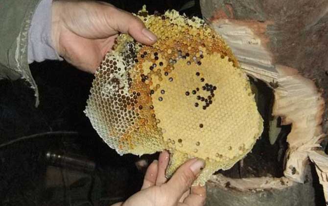 中国蜜蜂分布在哪里？