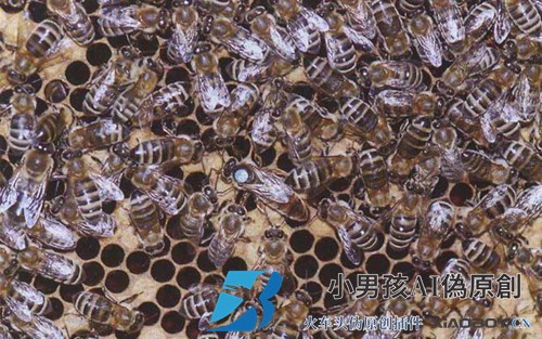 新疆黑蜂有什么特点？