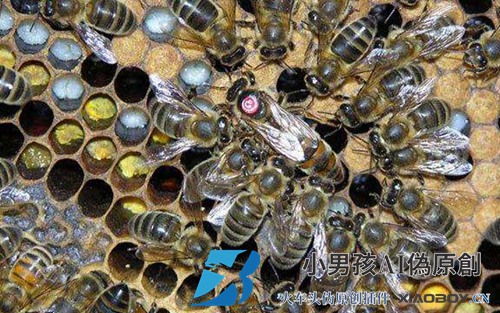 新疆黑蜂有什么特点？