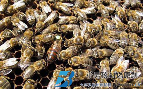 新疆黑蜂有什么特点？