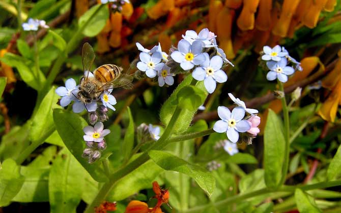 保护蜂、筑巢蜂和采集蜂的区别