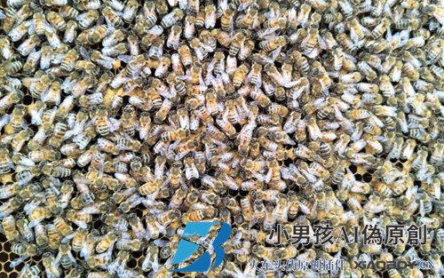 中国蜜蜂介绍王者最快的方法