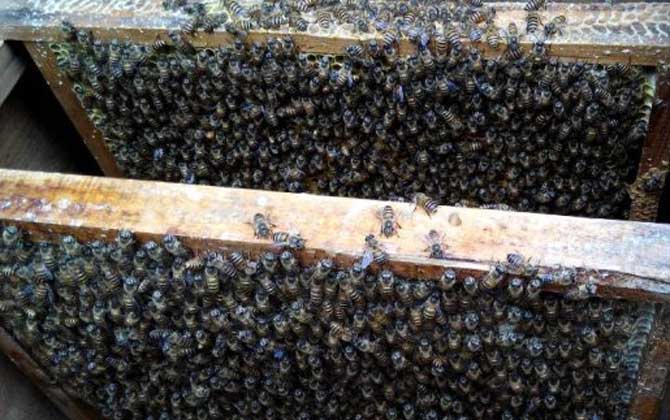 中国蜜蜂一年自然分裂几次？