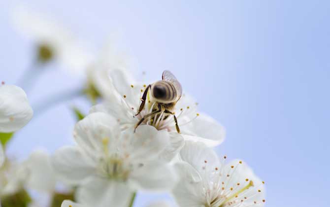 蜜蜂如何采集和制造蜂蜜？