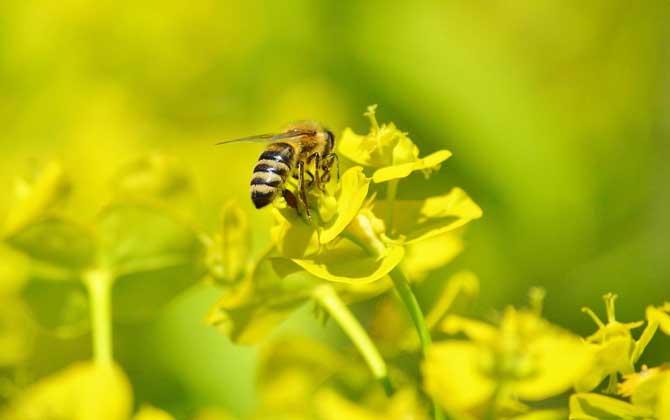 蜜蜂如何采集和制造蜂蜜？