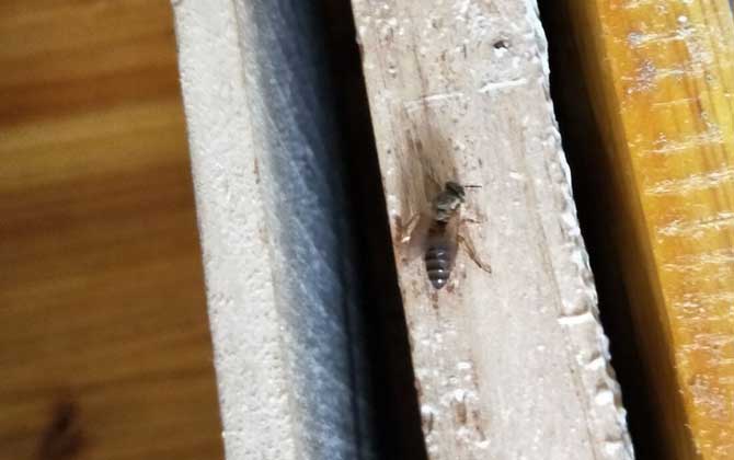 活框蜂巢是怎么建造的？