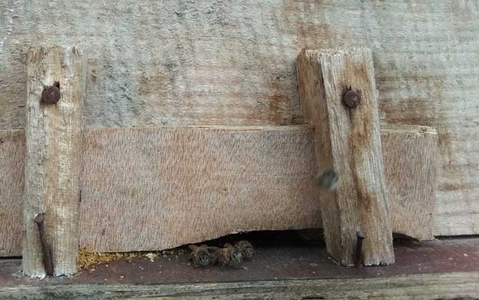 活框蜂巢是怎么建造的？