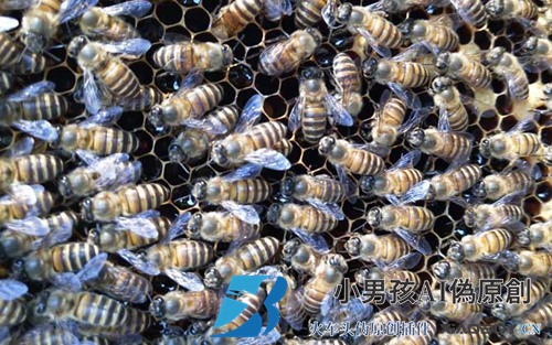 如何防治中国蜜蜂的蜂热？