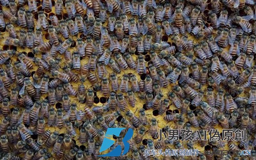 如何防治中国蜜蜂的蜂热？