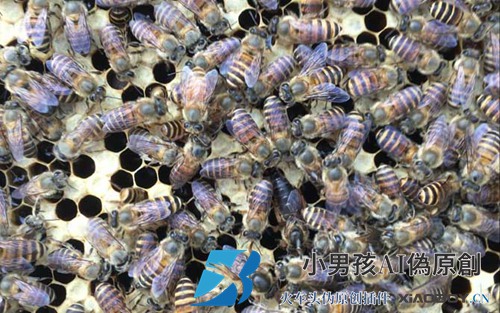 养蜂如何防止蜜蜂自然分离？