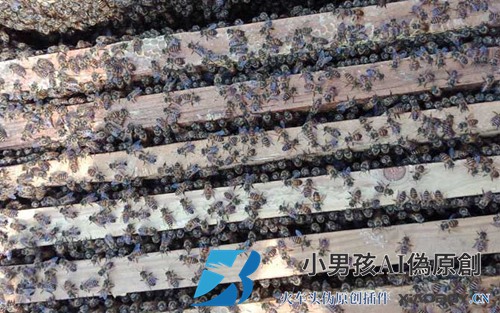 蜜蜂用什么药产棉虫？