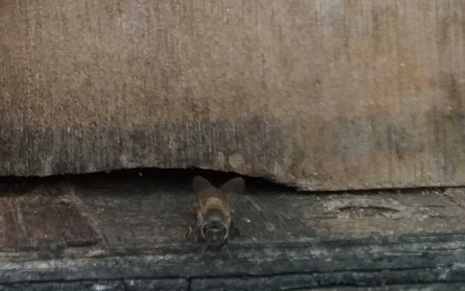 蜜蜂用什么药产棉虫？