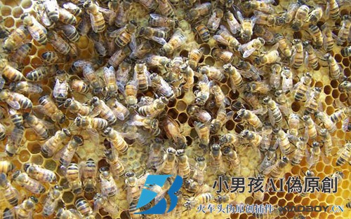 蜂王是怎么产生的？