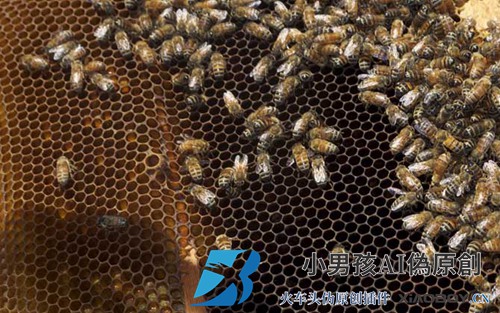 蜂王为什么不下蛋？