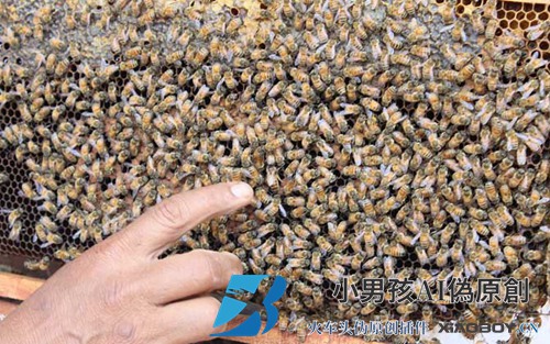 蜂王为什么不下蛋？