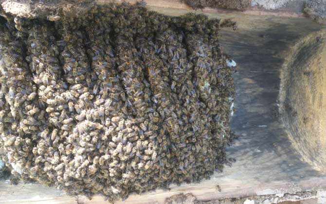 空蜂巢如何吸引蜜蜂？