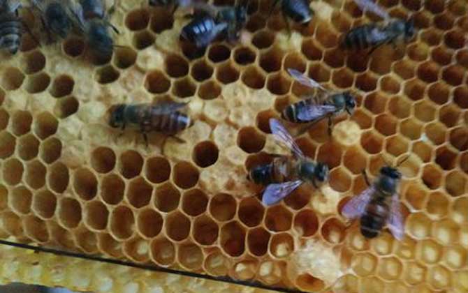 中国蜜蜂春季繁殖管理技术