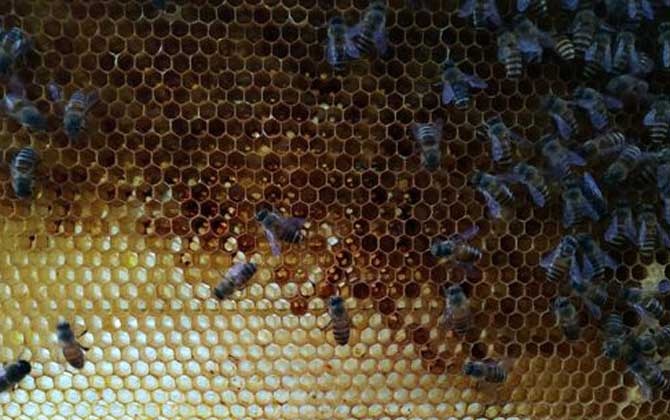 中国蜜蜂春季繁殖管理技术