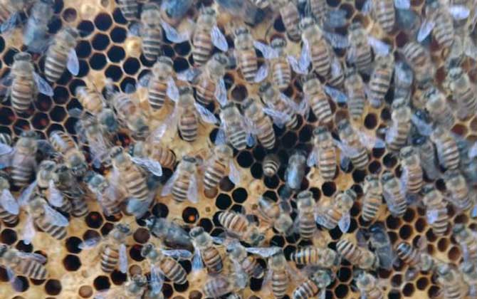 养蜂中用手养一只国王最简单的方法是什么？