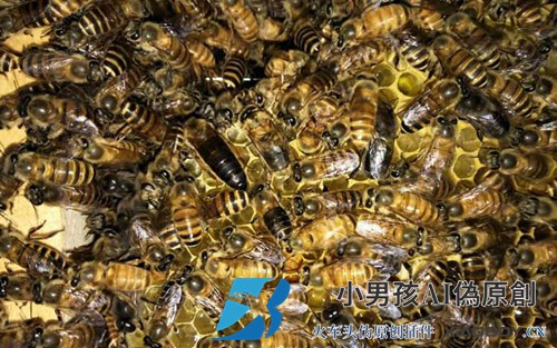 养蜂中用手养一只国王最简单的方法是什么？