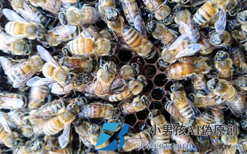 一整套蜜蜂及其优缺点