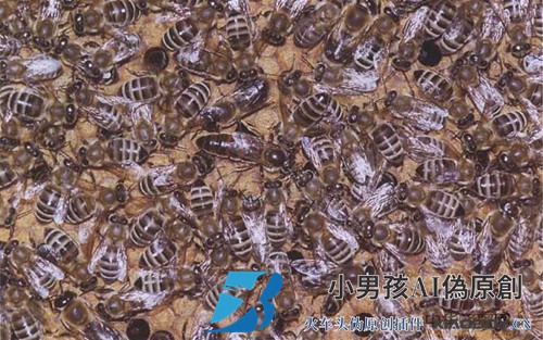一整套蜜蜂及其优缺点