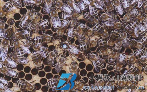 一整套蜜蜂及其优缺点