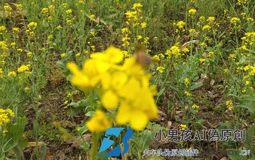 蜜蜂如何采集蜂蜜？