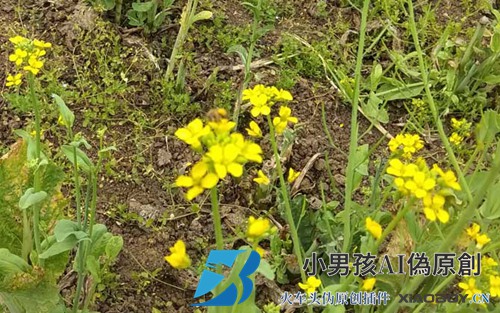 蜜蜂如何采集蜂蜜？