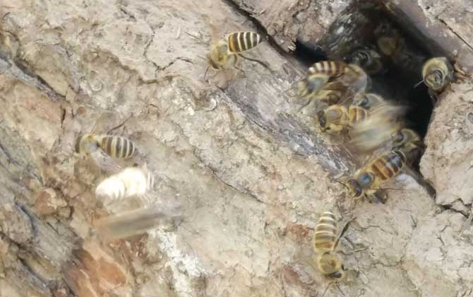如何招蜂最快