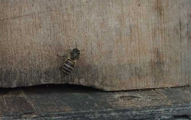 空蜂巢如何吸引野蜂？