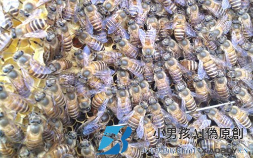 蜜蜂自然分离的迹象有哪些？