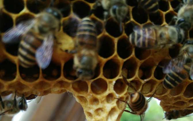 蜜蜂自然分裂的时候会飞到哪里？